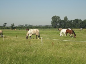 paardenwei 2012